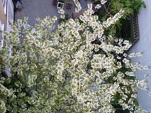 april blossom from above